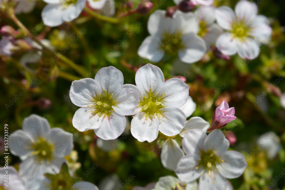 Mossy Saxifrage flowers Mossy Saxifrage flowers