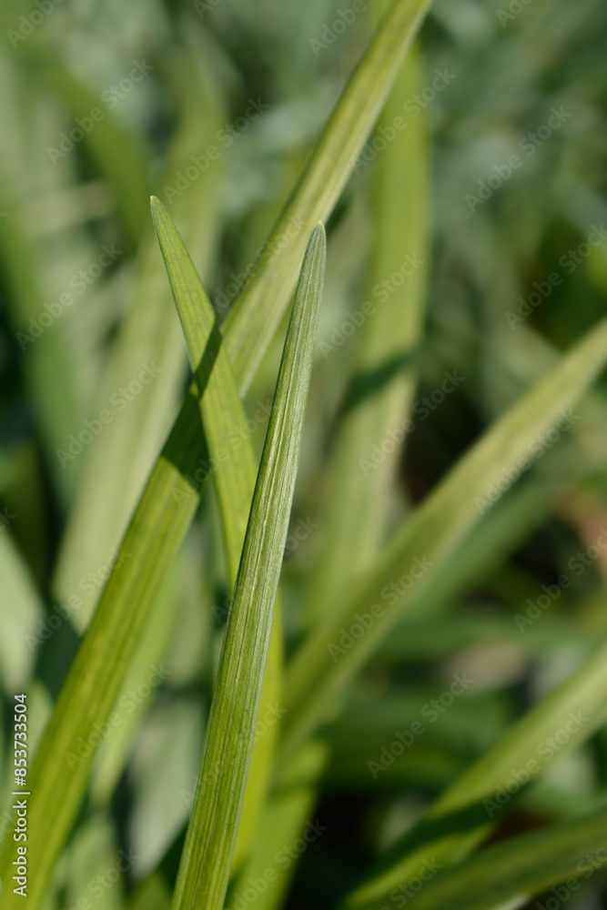 Big blue lilyturf leaves Big blue lilyturf leaves