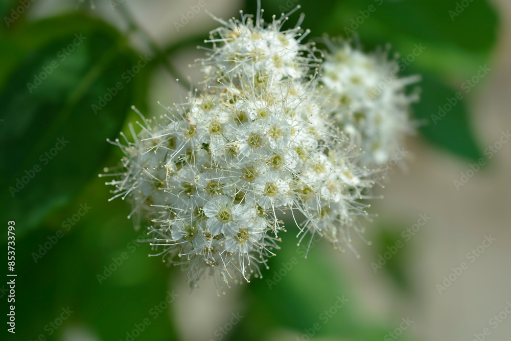 Japanese spirea Double Play Blue Kazoo flowers Japanese spirea Double Play Blue Kazoo flowers