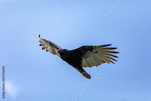 Flying Turkey vulture (Cathartes aura), most widespread of the New World vultures in the genus Cathartes of the family Cathartidae. La Guajira Department. Wildlife and birdwatching in Colombia. photo