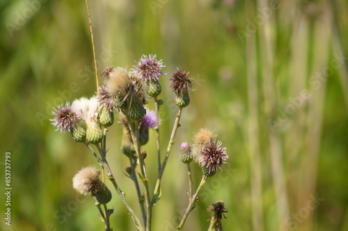 Closeup of creeping thistle flowers with green blurred plants on background