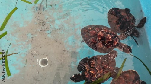 Endangered Hawksbill sea turtles swim, Los Roques Marine conservation Rehabilitation center photo