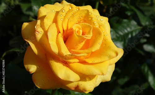 Yellow Rose - plant flower macro photo