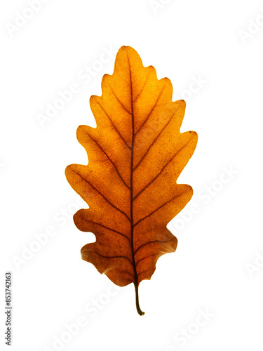 Autumn leaf isolated on white background © Nik_Merkulov