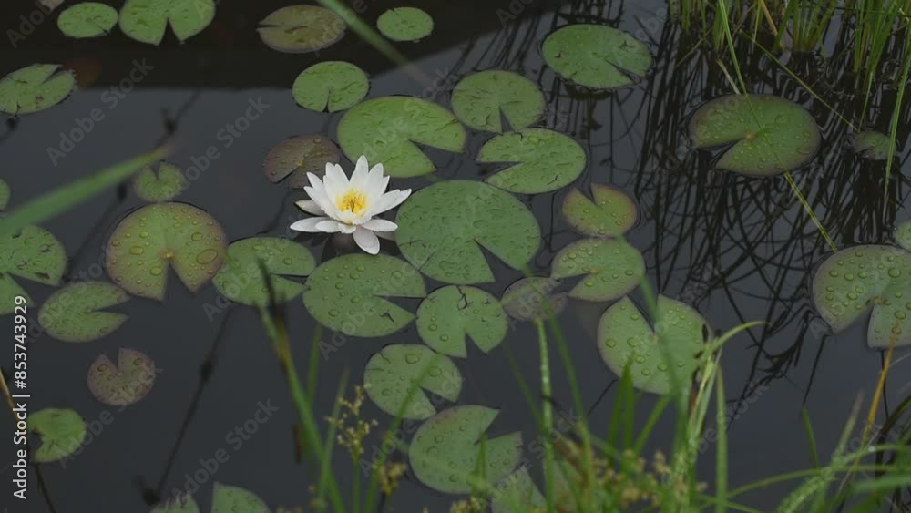 Small garden pond with stones and plant in the garden Small garden pond with stones and plant in the garden