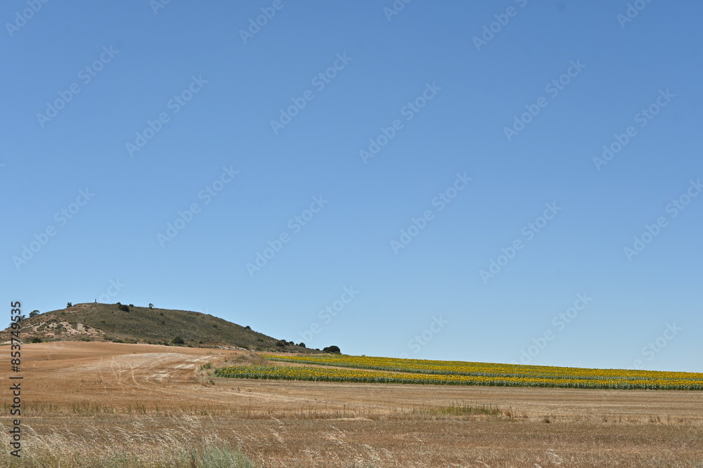 Obraz premium Landscape with sunflowers