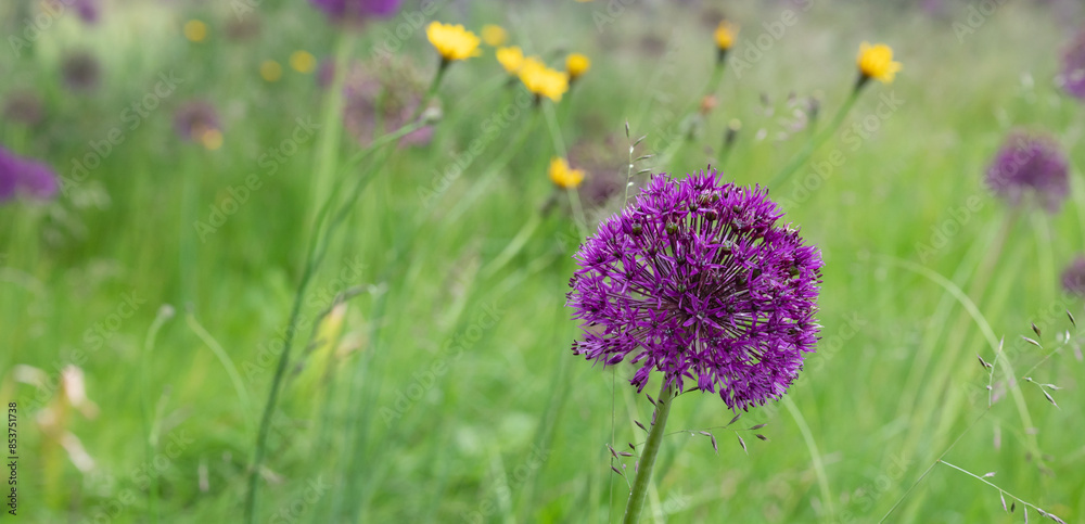 Purple Allium flower growing between wild grass in the garden. Purple Allium flower growing between wild grass in the garden.