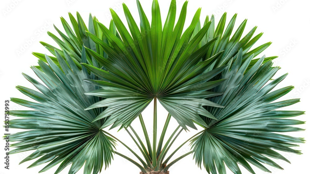 A detailed shot of a palm leaf fan isolated on a white background, capturing the fine lines and lush green hues. A detailed shot of a palm leaf fan isolated on a white background, capturing the fine lines and lush green hues.