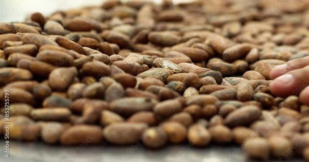 Closeup shot of hand slowly spreads raw Cacao beans on flat surface. Closeup shot of hand slowly spreads raw Cacao beans on flat surface.