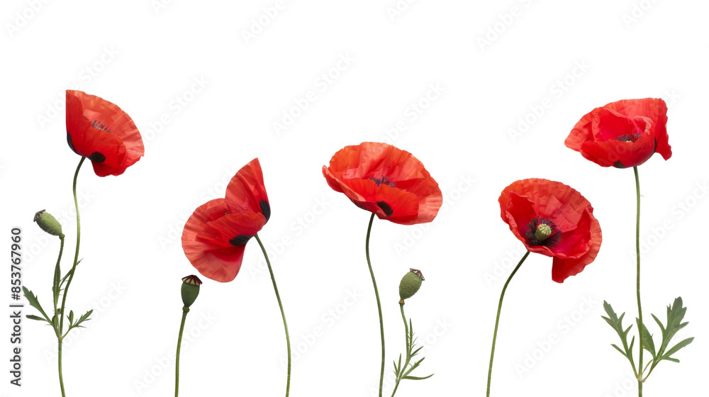 Naklejka premium Poppy red flower on white background