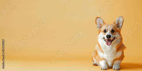 A Corgi dog lies on a yellow background, with an empty text space to the left of the dog. photo