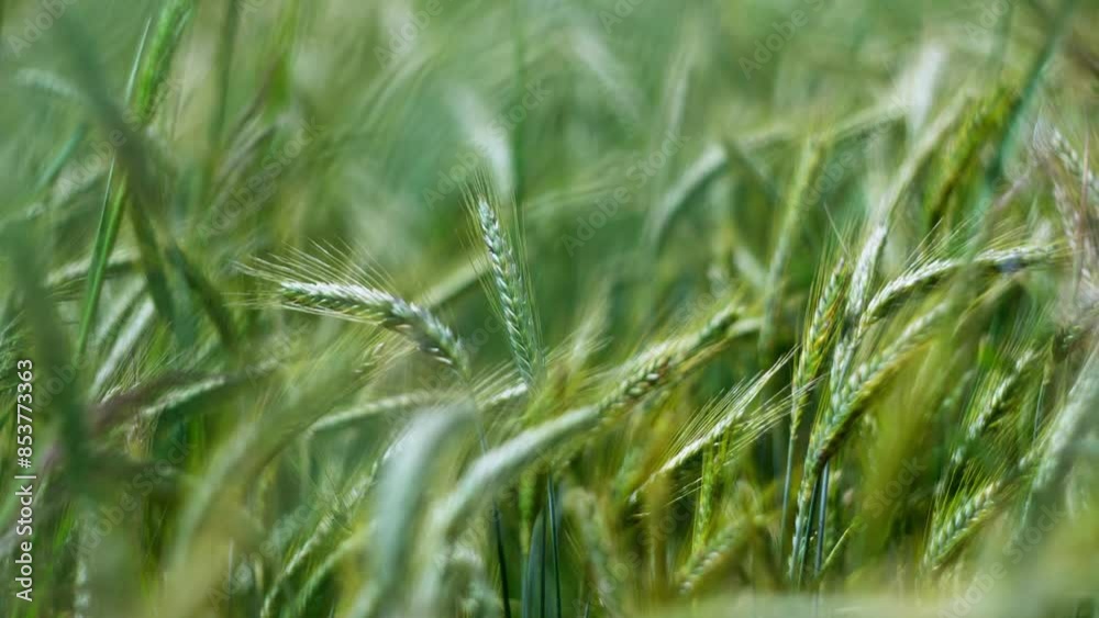 A lush wheat field showcasing the beauty of nature and farming in rural regions A lush wheat field showcasing the beauty of nature and farming in rural regions
