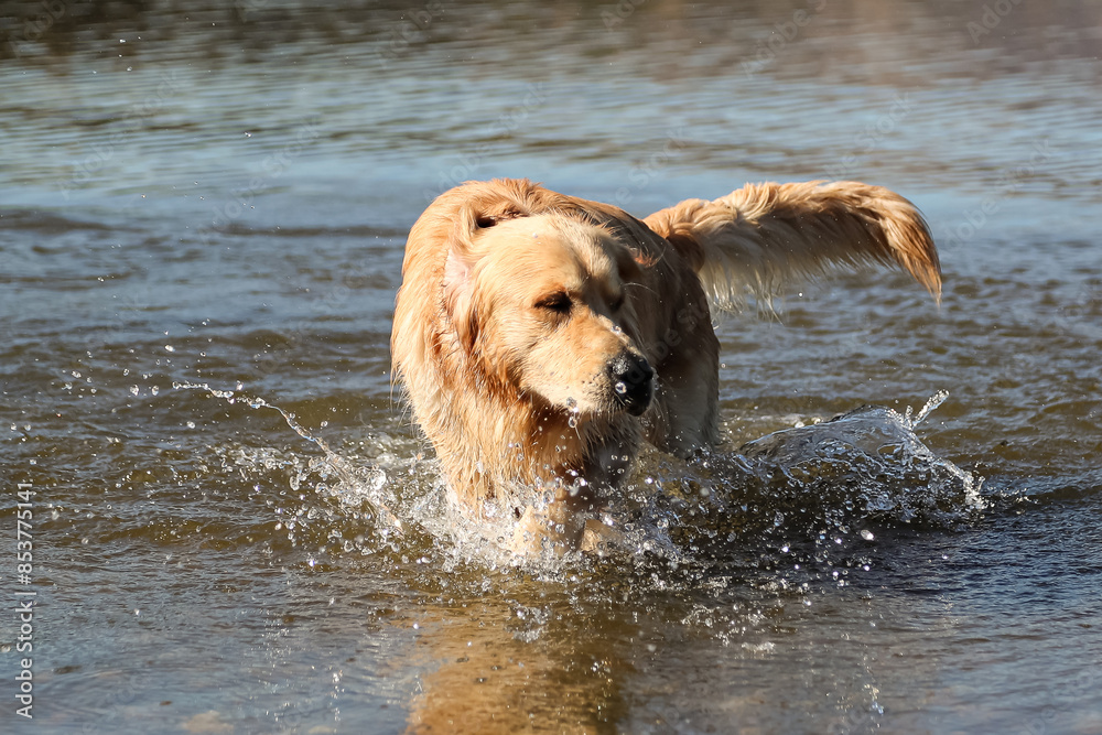 Golden retriever swimming in Lake Lisi in Georgia Golden retriever swimming in Lake Lisi in Georgia