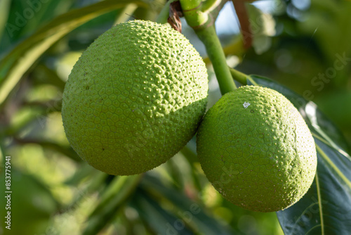 Buen Pan, Fruta del pan, mazapán, vijahoó o panapén