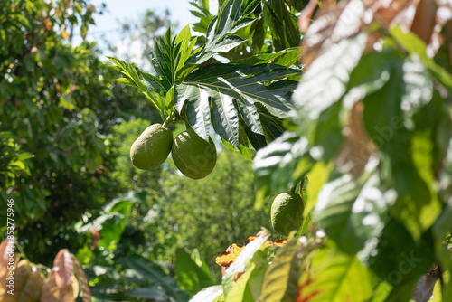 Buen Pan, Fruta del pan, mazapán, vijahoó o panapén