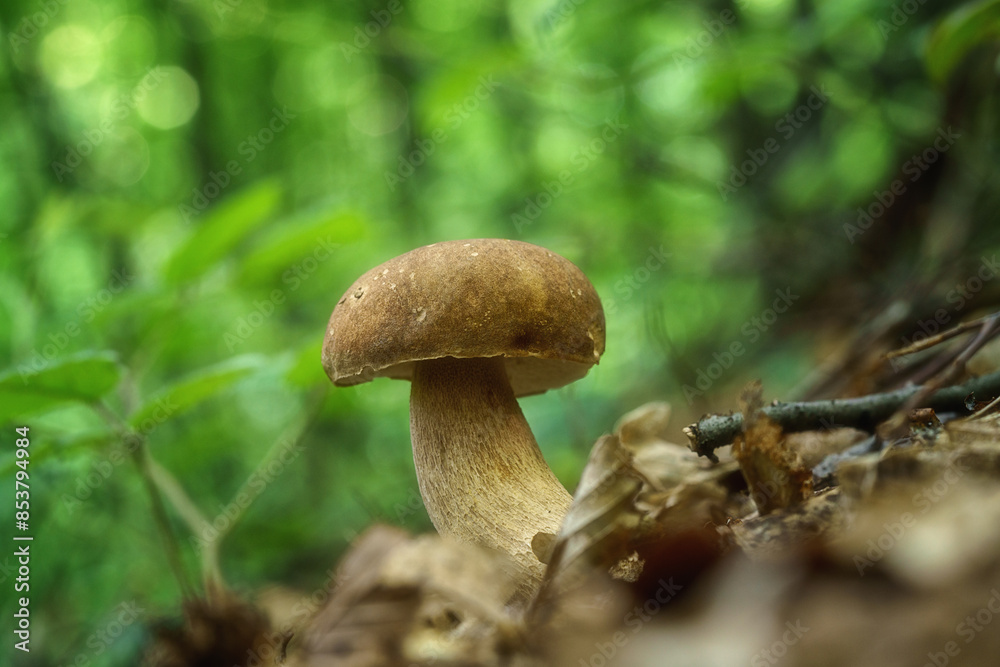 Boletus or porcini fungi, delicious edible mushroom wild grows in the forest, natural seasonal background, close-up Boletus or porcini fungi, delicious edible mushroom wild grows in the forest, natural seasonal background, close-up