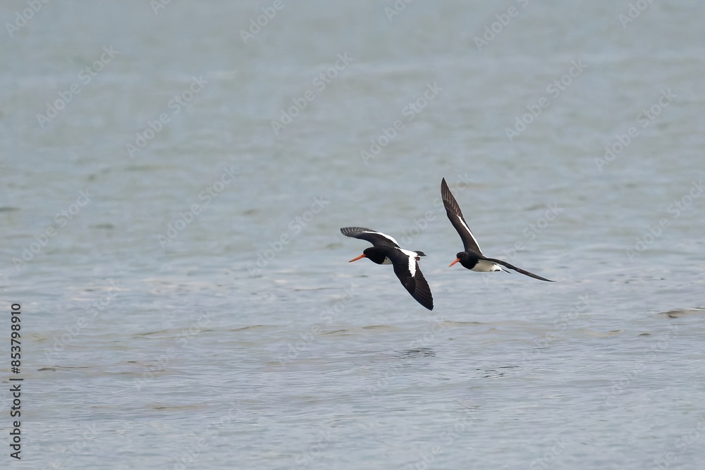 A pair of Oystercatchers flying over a sea shore A pair of Oystercatchers flying over a sea shore
