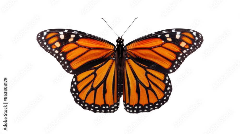 Butterfly orange on white background 