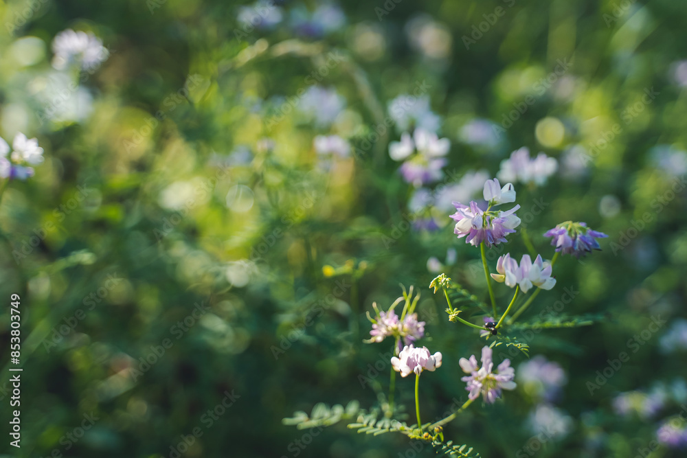 Abstract summer floral green floral background with grass and beautiful wildflowers Abstract summer floral green floral background with grass and beautiful wildflowers