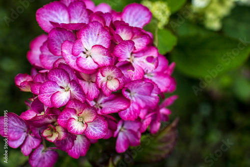 Macro image, pink hydrangea in the garden