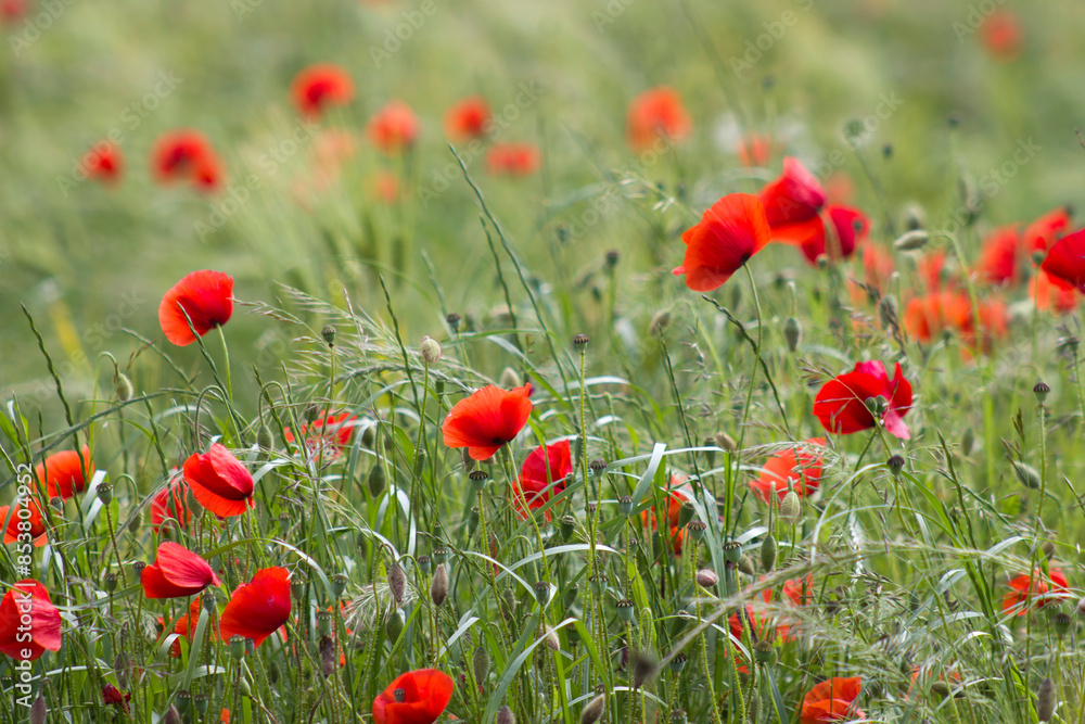 Fototapeta premium wild poppy flowers - soft focus