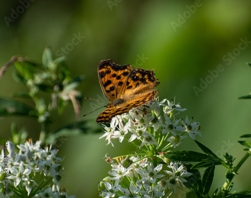 insects in action