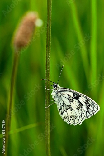 Männlicher Schachbrettfalter - Melanargie galathea im Wiesengras bei Güntersleben photo