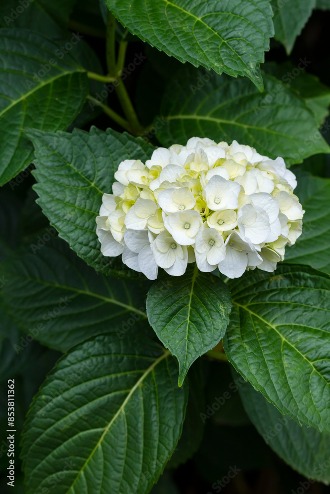咲き始めの紫陽花の花