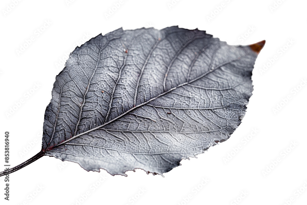 Grey leaf isolated on transparent background. Grey leaf isolated on transparent background.