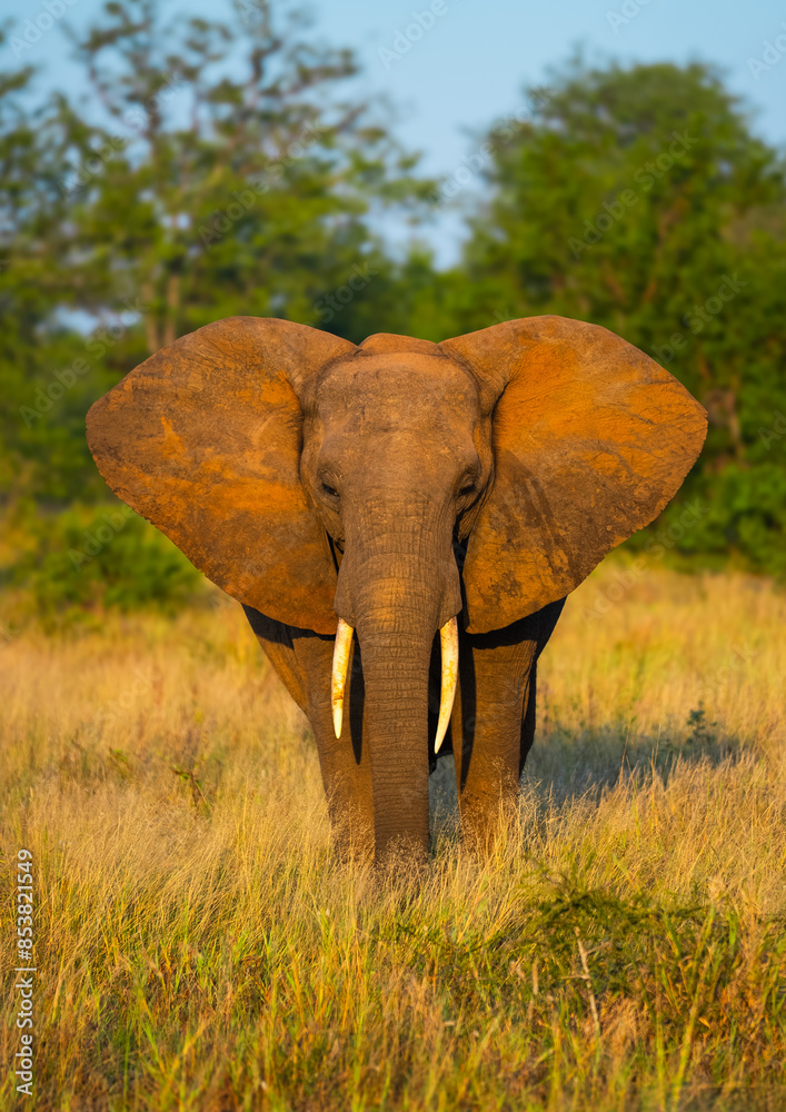 Obraz premium Elephant in South Africa