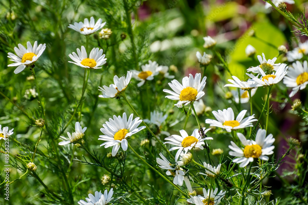 white daisies on a natural background white daisies on a natural background