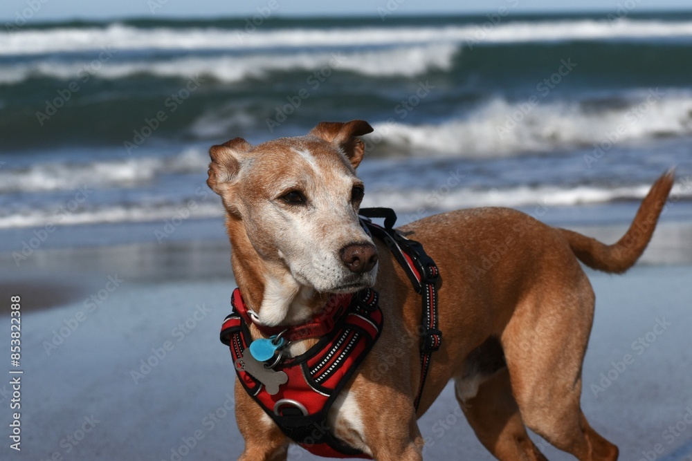 Podenco dog enjoying the beach in Cádiz. Podenco dog enjoying the beach in Cádiz.