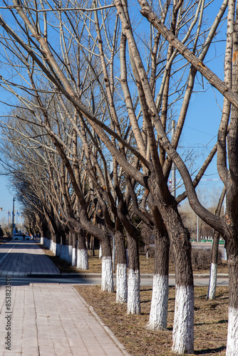 Tree trunks treated with insect lime