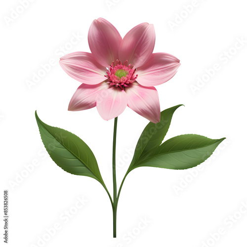 Single pink flower with green leaves on transparent background.