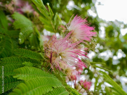 Flowers of the Persian silk tree, pink silk tree, or mimosa tree, Lankaran acacia or bastard tamarind, pink siris, Chinese silk tree, silk tree, shabkhosb, hehuan, nemu tree (Albizia julibrissin) photo