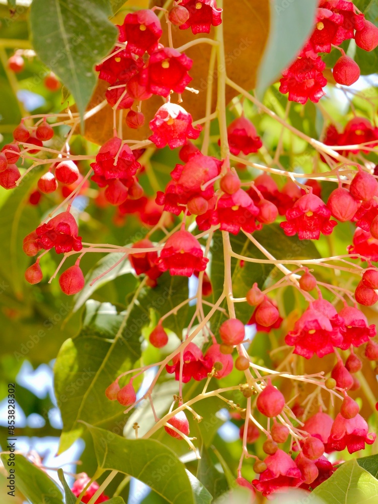 Obraz premium Flowering flame tree, Illawarra flame tree, lacebark tree, or kurrajong (Brachychiton acerifolius), Spain