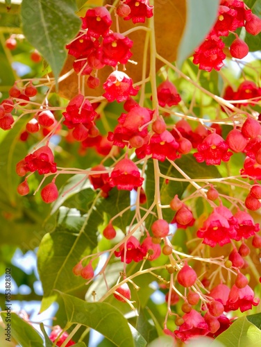 Flowering flame tree, Illawarra flame tree, lacebark tree, or kurrajong (Brachychiton acerifolius), Spain photo