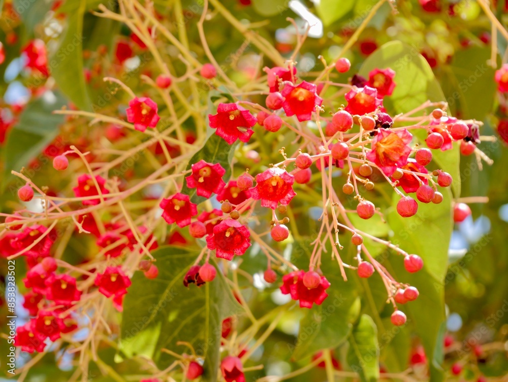 Flowering flame tree, Illawarra flame tree, lacebark tree, or kurrajong (Brachychiton acerifolius), Spain Flowering flame tree, Illawarra flame tree, lacebark tree, or kurrajong (Brachychiton acerifolius), Spain