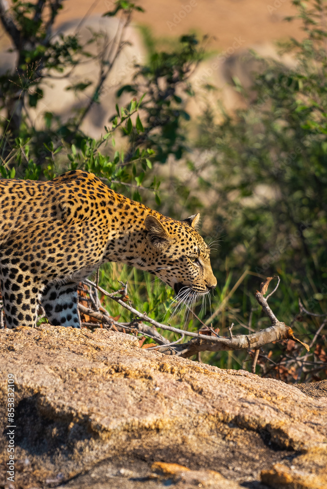 Obraz premium Leopard in South Africa