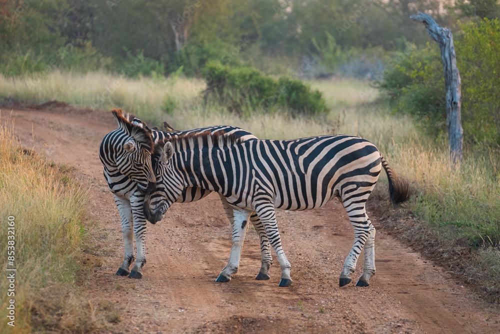 Obraz premium Zebras in South Africa