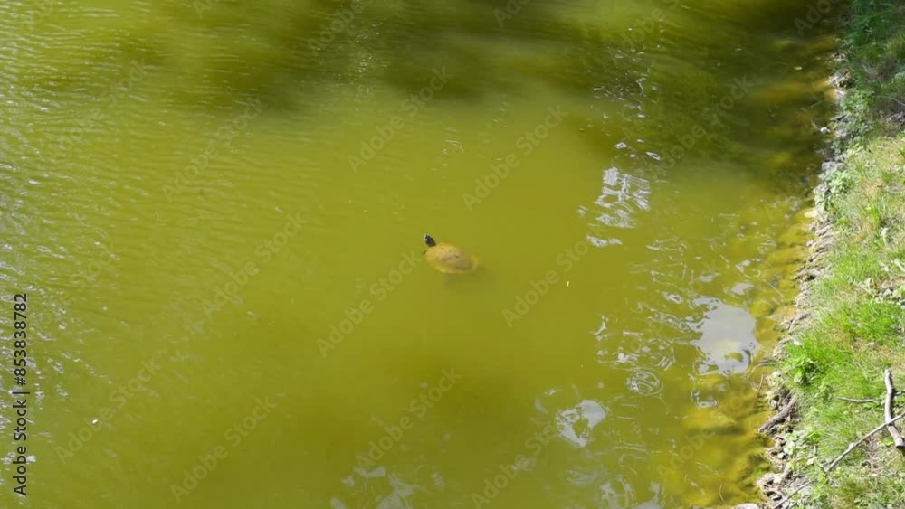 Turtle Swimming in the River in Summer Turtle Swimming in the River in Summer