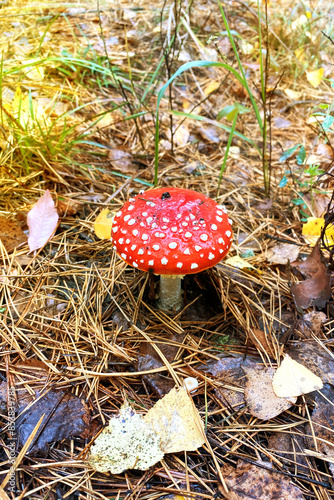 Obraz na plátně Amanita Muscaria