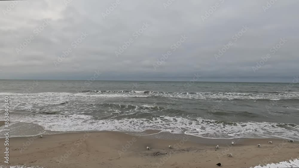 Baltic Sea gulls winter. Waves crash against the sandy shore, seagulls walk on the sand Baltic Sea gulls winter. Waves crash against the sandy shore, seagulls walk on the sand