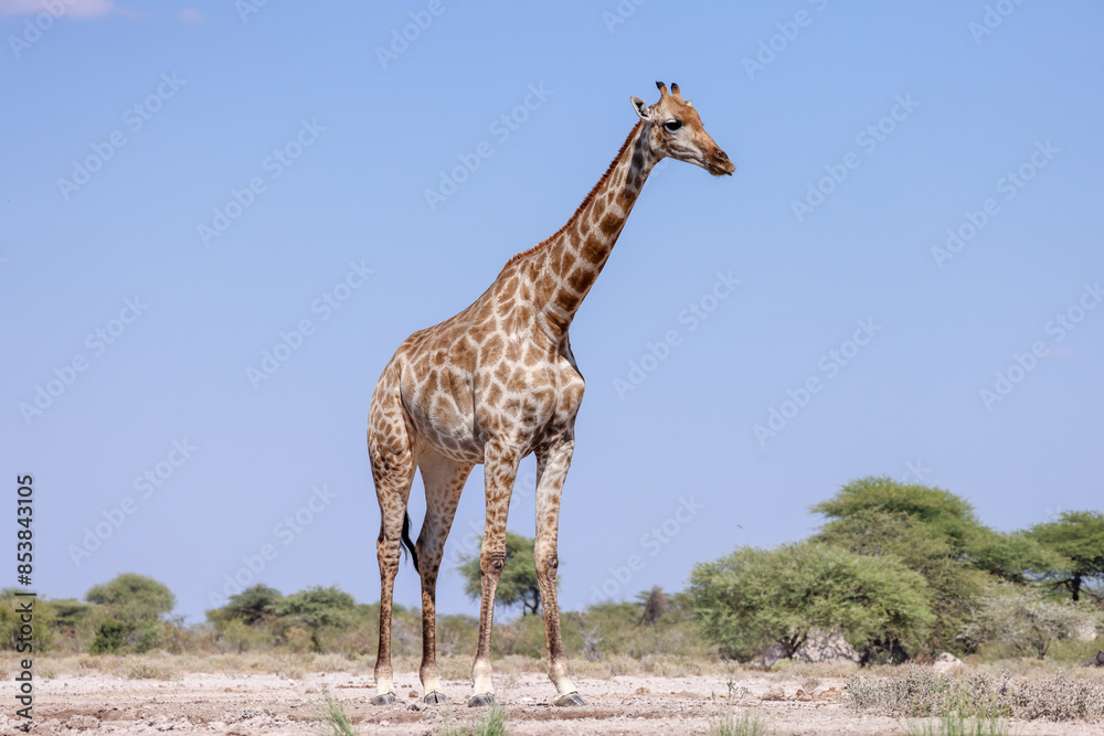 Obraz premium one giraffe in the Etosha NP, Namibia