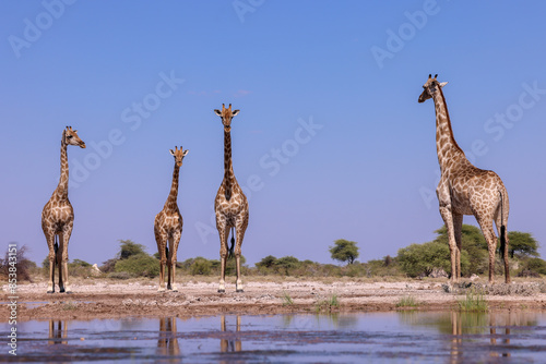 Photography a group of giraffes at a waterhole