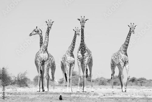Photography black and white picture of a group of wild giraffes in the bush of Namibia