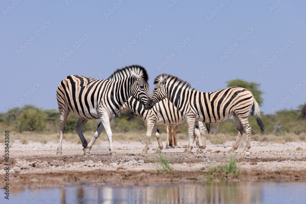 Obraz premium zebras at a waterhole in africa