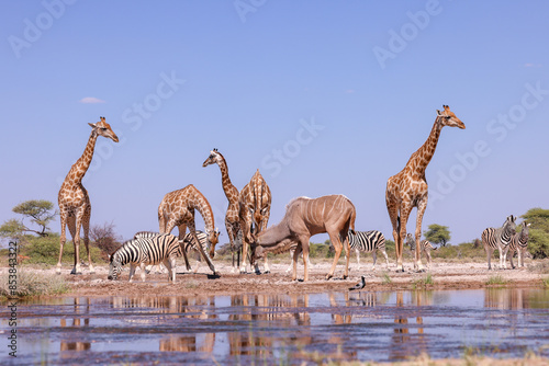 Canvas Print many animals at a waterhole in Namibia