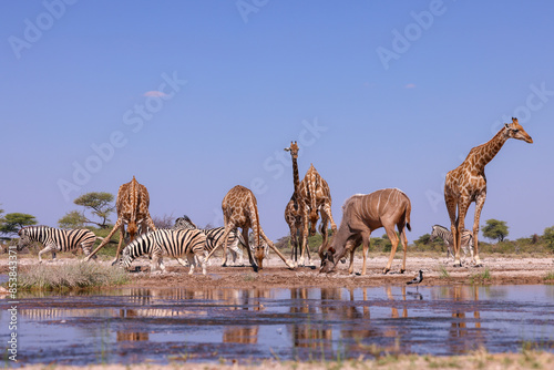 Canvas Print many animals at a waterhole in Namibia