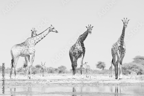 Canvas Print black and white picture of a group of wild giraffes in the bush of Namibia